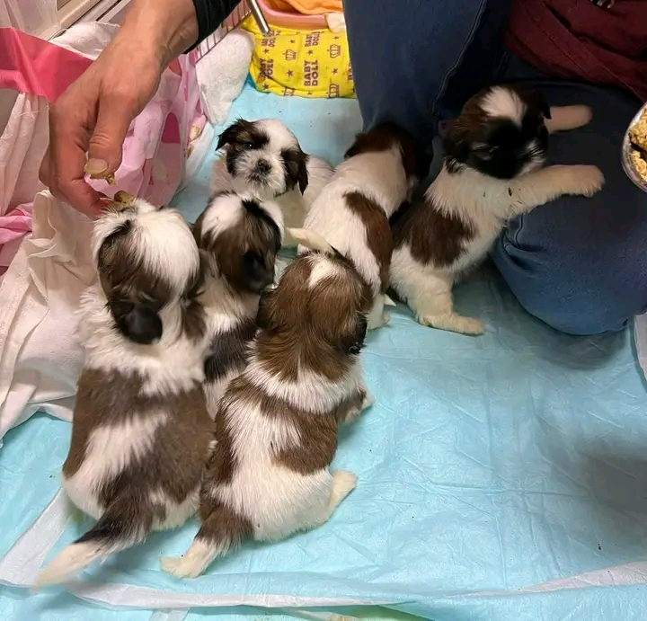 POLINAS SHIHTZU PUPPIES FOR REHOMING | St Georges Terrace, St George QLD 4487, Australia | Phone: (570) 597-3342
