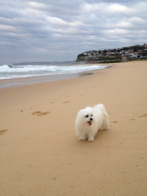 Merewether Dog Off-Leash Area | 44 Ocean St, Merewether NSW 2291, Australia