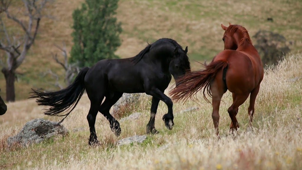 Mystic Shadows Friesian Sport horses |  | 509 Yackandandah - Wodonga Rd, Staghorn Flat VIC 3691, Australia | 0455560117 OR +61 455 560 117