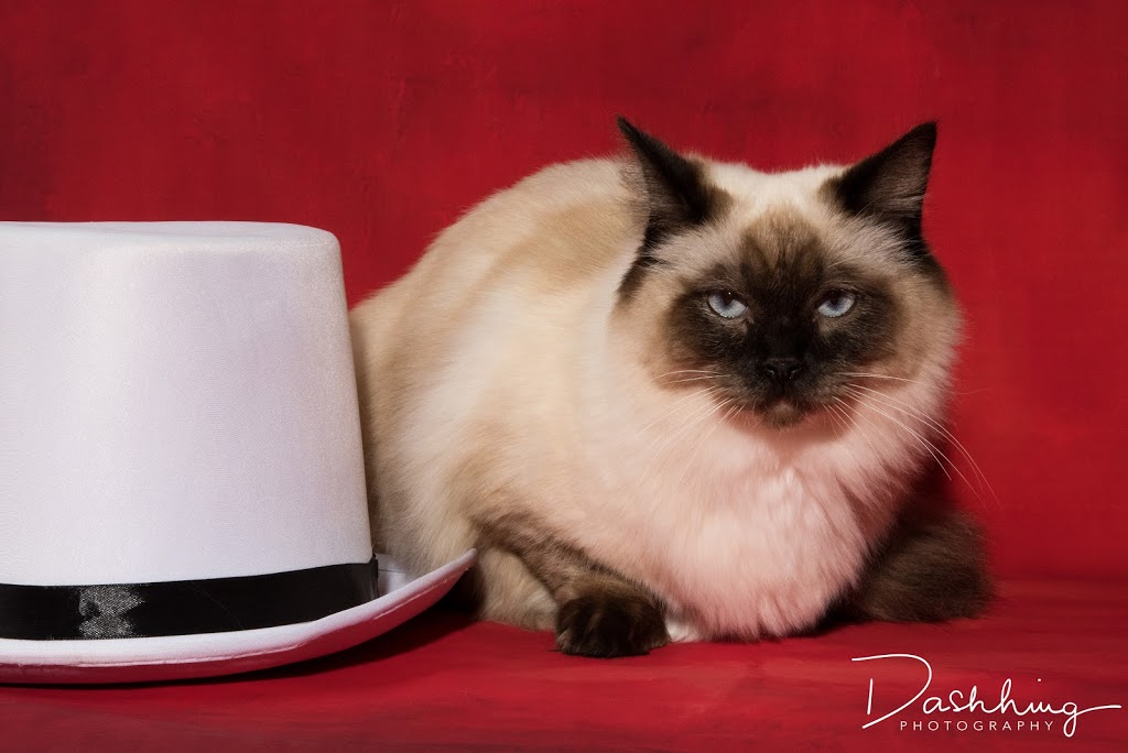 cRAiGDOLLS Ragdoll Cat & Kittens - Purrfect kittens to complete  | Mort Street, Katoomba NSW 2780, Australia | Phone: (02) 4782 6476