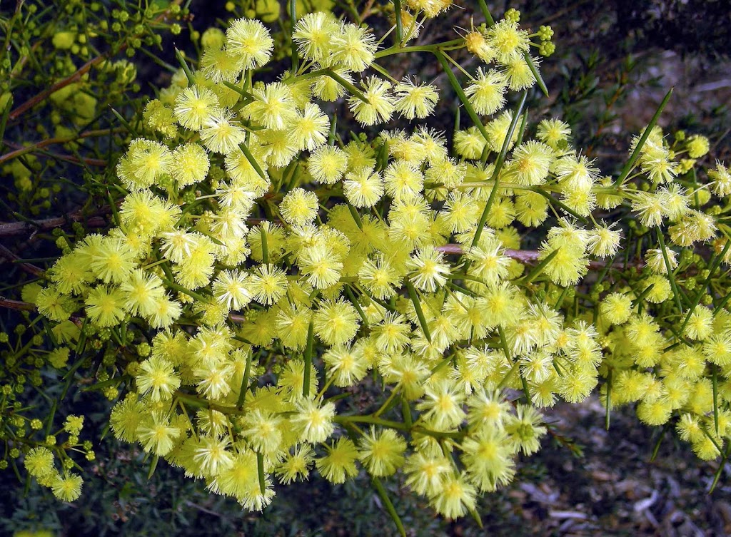 Carrum Indigenous Nursery Inc. |  | Learmonth Reserve, Thompson Rd &, Learmonth Rd, Patterson Lakes VIC 3197, Australia | 0397760823 OR +61 3 9776 0823