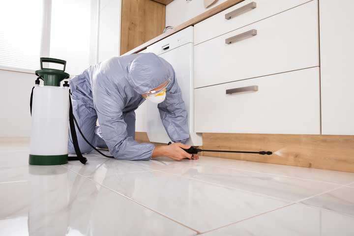 Max Force Pest Control | 36 Thoroughbred Dr, Cobbitty NSW 2570, Australia | Phone: 0452 651 431