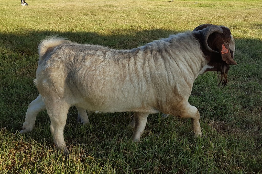 Cadenza Boer Goat Stud | 26 Sibbald Ln, Stratford VIC 3862, Australia | Phone: 0429 661 369