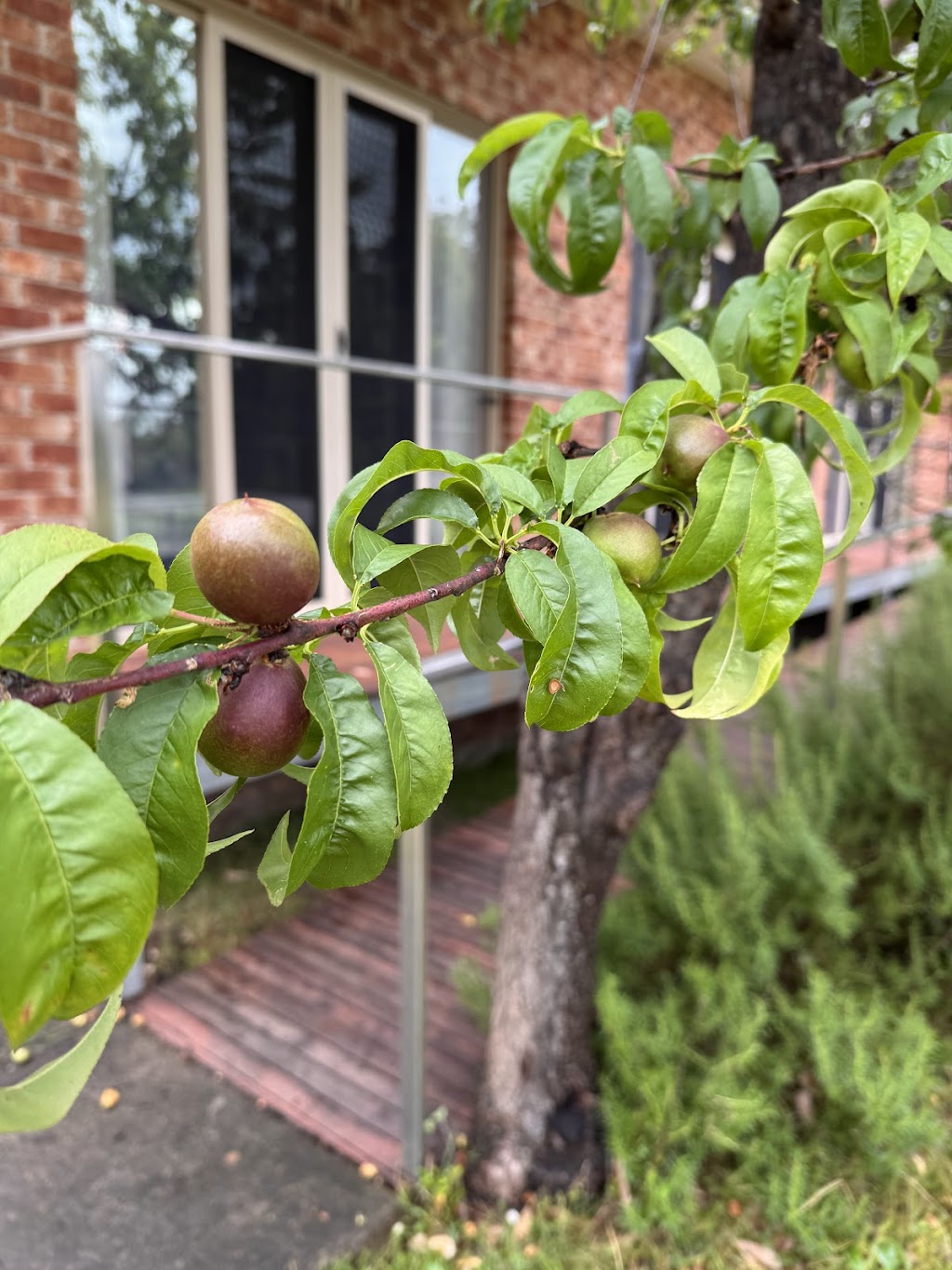 8478 putty road putty NSW | 8478 Putty Rd, Putty NSW 2330, Australia | Phone: 0421 687 259