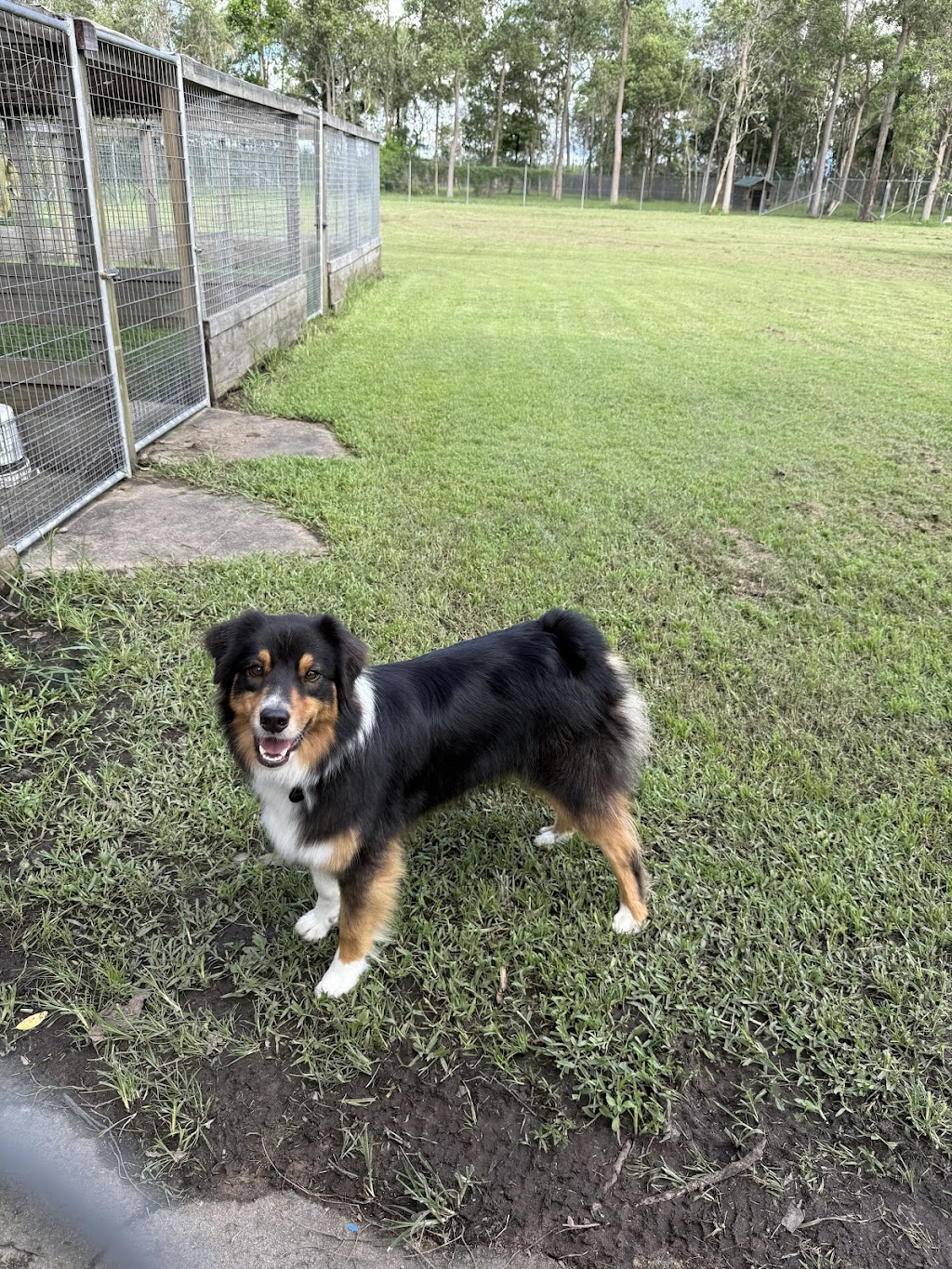 Twin Pine Pet Resort | 2989 Mackay Eungella Rd, Benholme QLD 4754, Australia | Phone: 0466 816 360