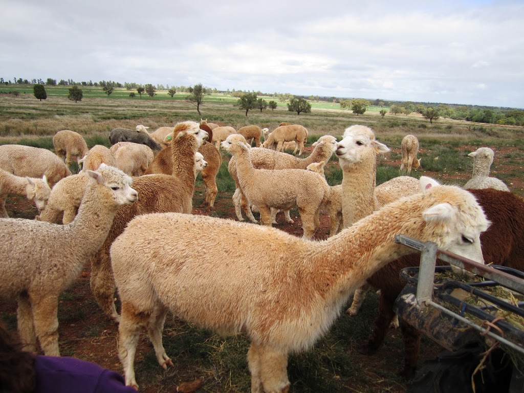 Signature Alpaca Farm | Grassmere Rd, Condobolin NSW 2877, Australia | Phone: 0447 957 665