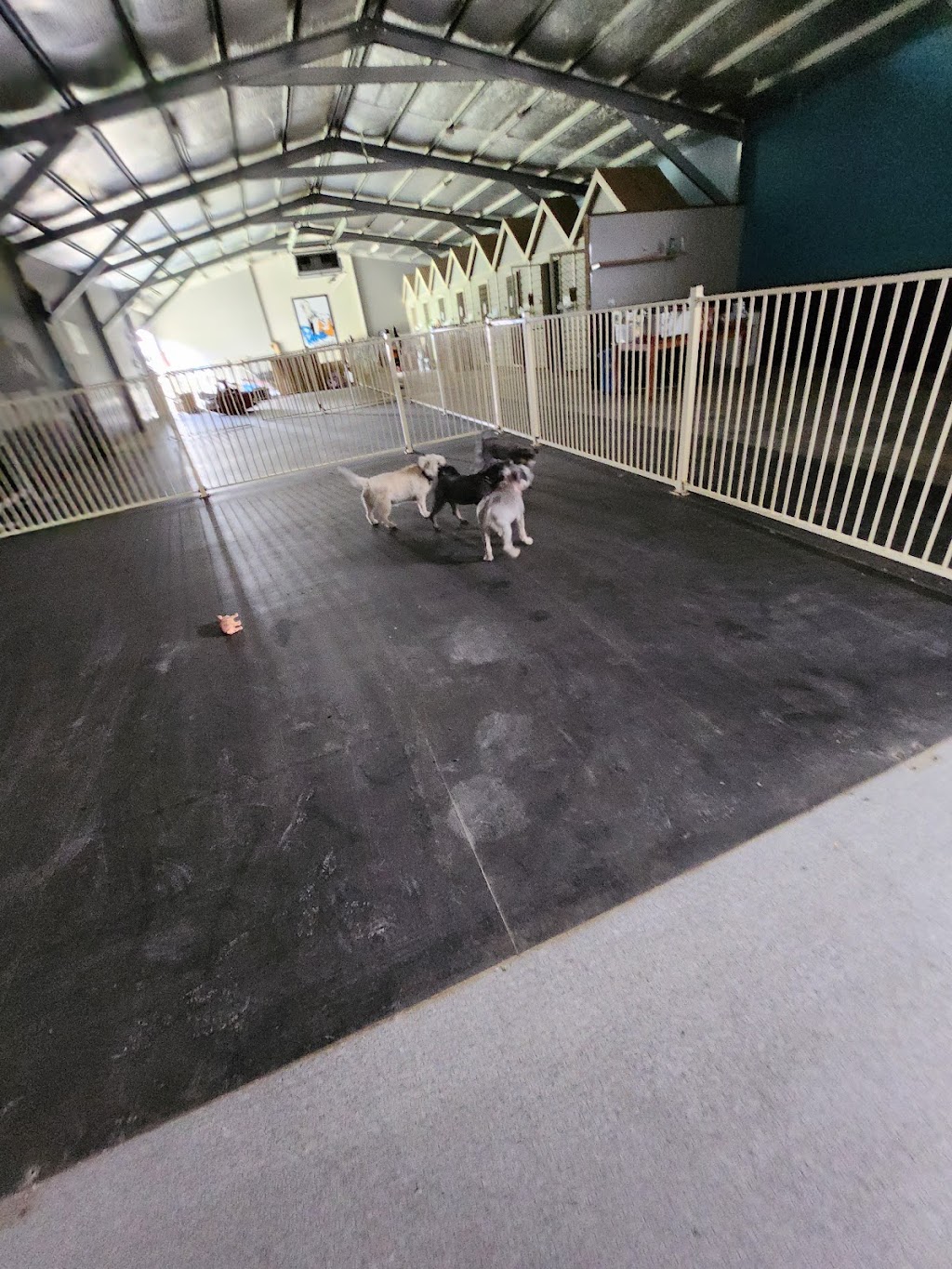 Pawsforabreak | 618 Kline St, Canadian VIC 3350, Australia | Phone: 0409 457 545