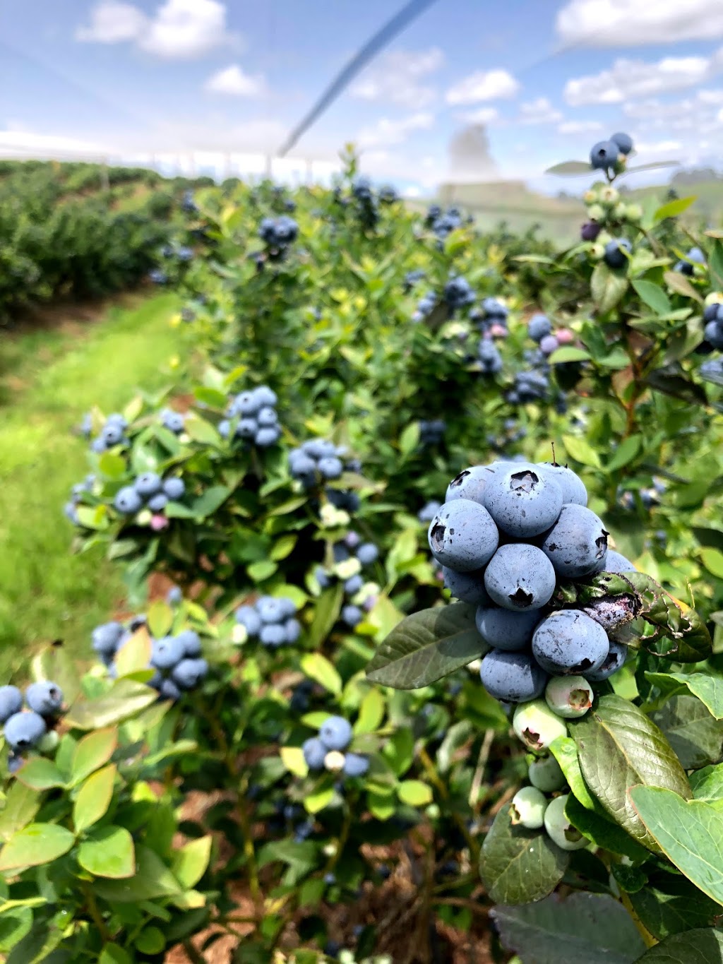 Blueberry Fields | food | 769 Fernleigh Rd, Brooklet NSW 2479, Australia | 0266878114 OR +61 2 6687 8114