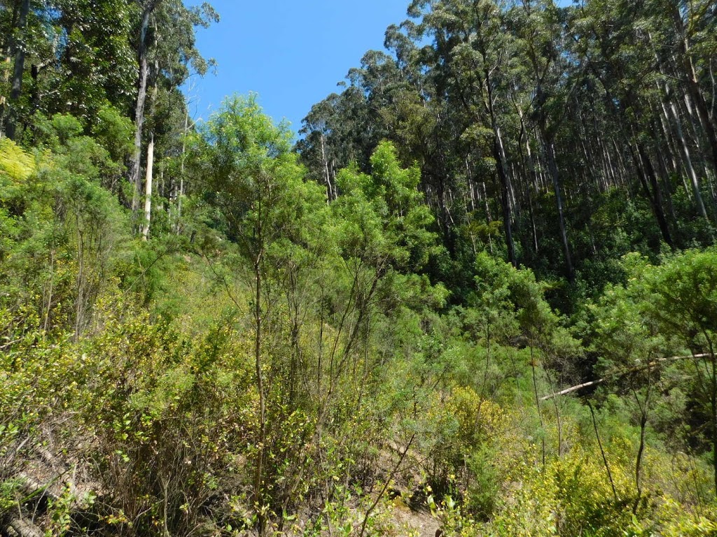 Lilly Pilly Gully Car Park | Wilsons Promontory Rd, Wilsons Promontory VIC 3960, Australia | Phone: 13 19 63