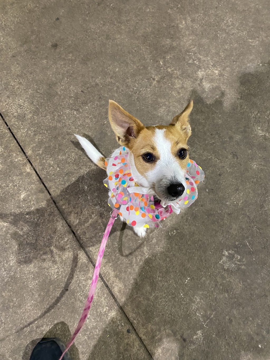 Kings K9 Dog Training | 392 Bellarine Hwy, Moolap VIC 3224, Australia | Phone: 0492 906 462