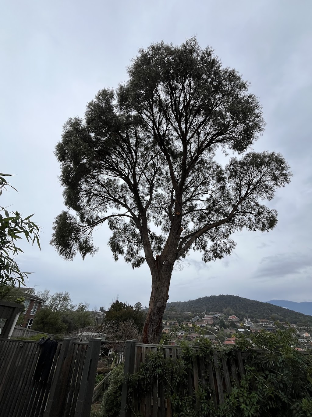 Tiger tree care | 90 Carlton Beach Rd, Dodges Ferry TAS 7173, Australia | Phone: 0457 585 139