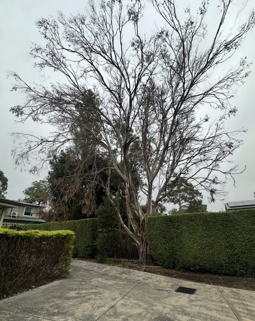 Coopers Trees | Main St, Gembrook VIC 3783, Australia | Phone: 0488 059 902