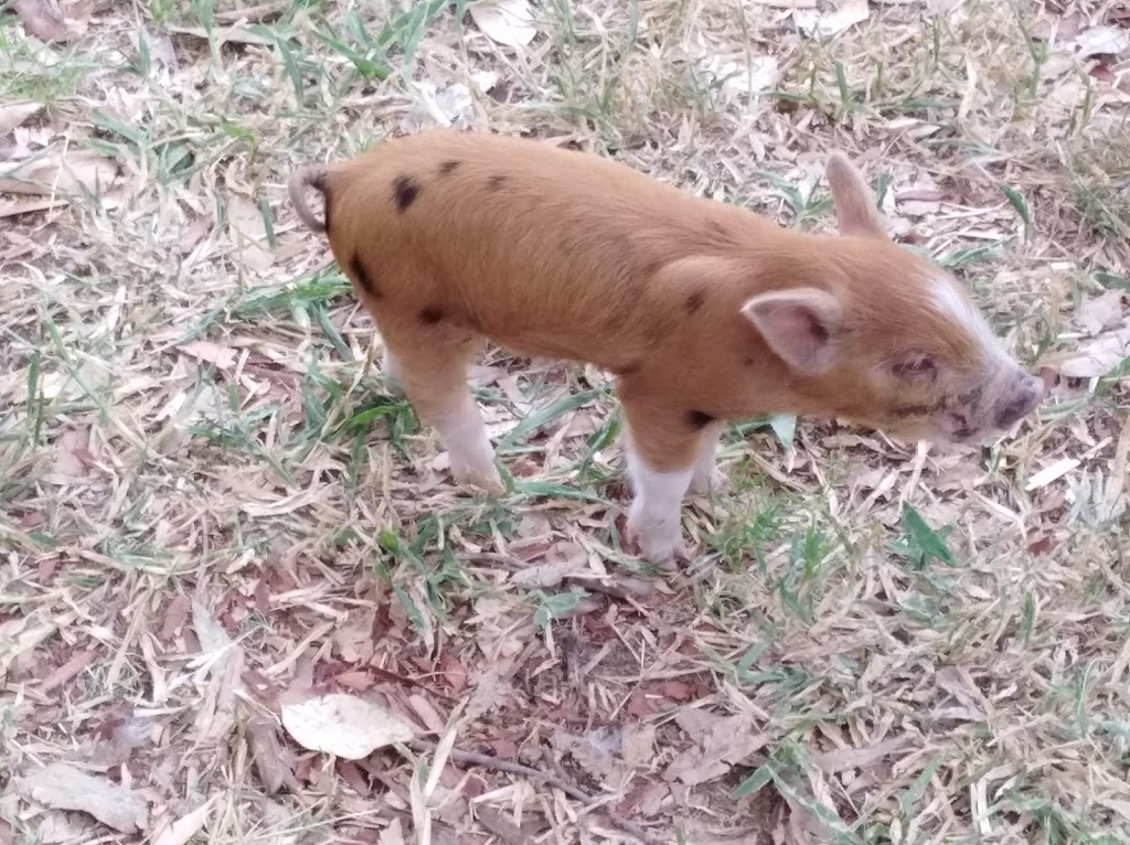 Trulander Petting Zoo | 1605 Rubyvale Rd, The Gemfields QLD 4702, Australia | Phone: 0407 460 703