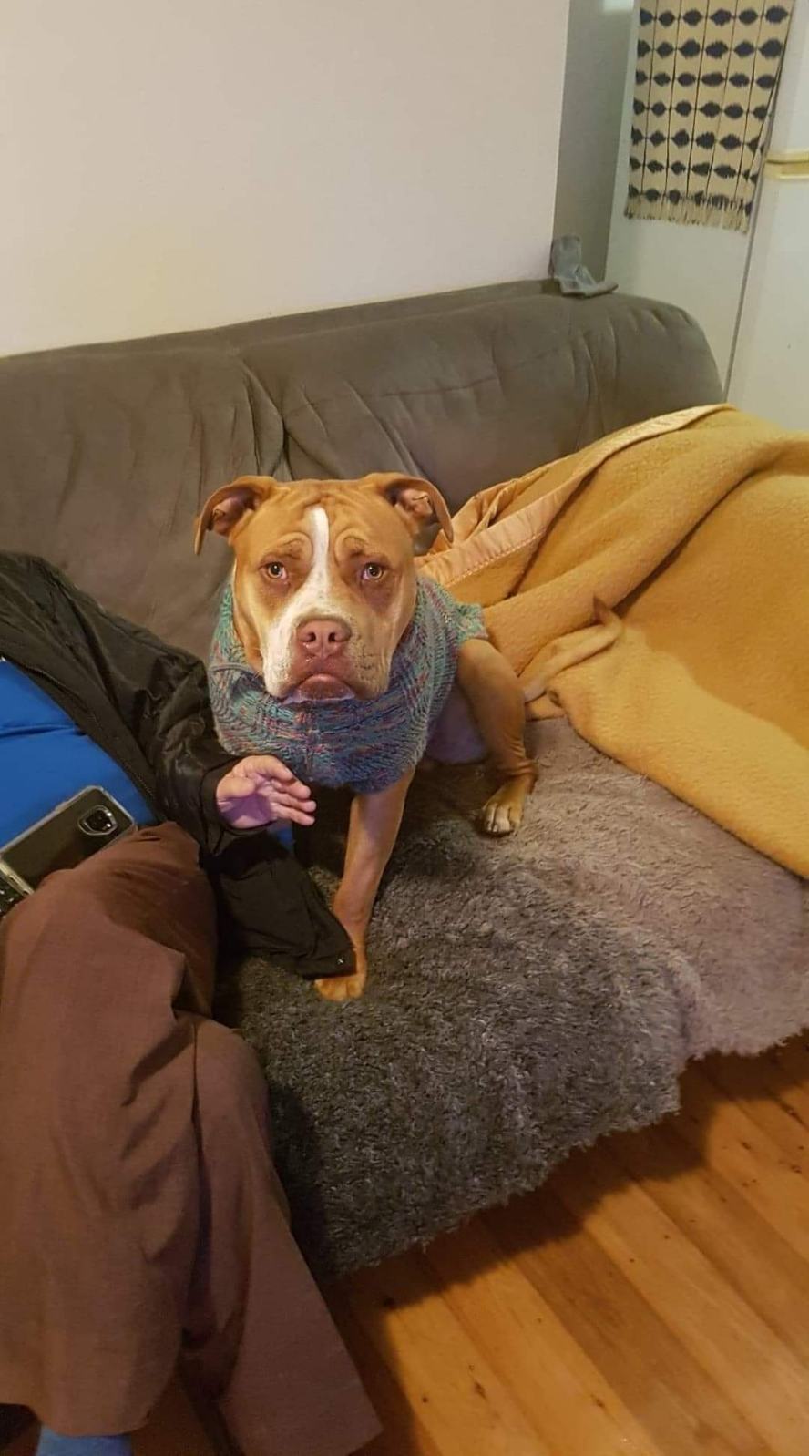 Sues Pet Transport | 8 Connaghan Ave, East Corrimal NSW 2518, Australia | Phone: 0456 813 583