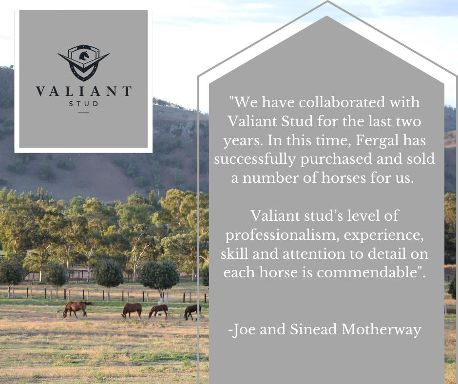 Valiant Stud | 480 Rouchel Rd, Aberdeen NSW 2336, Australia | Phone: 0428 783 717