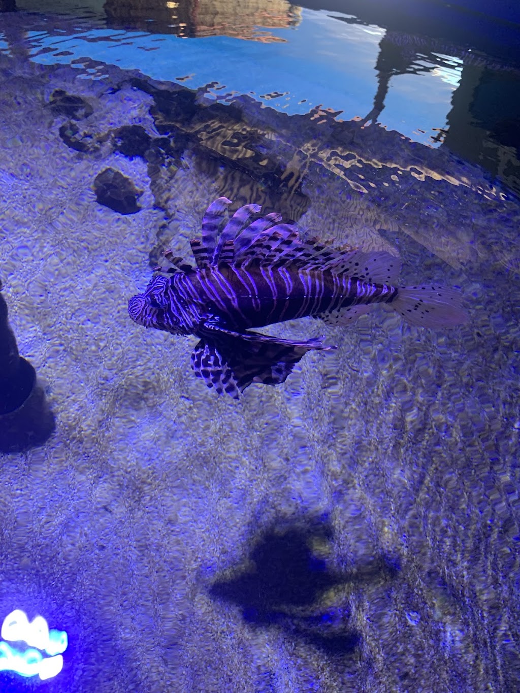 Ocean Park Aquarium | 1 Ocean Park Rd, Shark Bay WA 6537, Australia | Phone: (08) 9948 1765