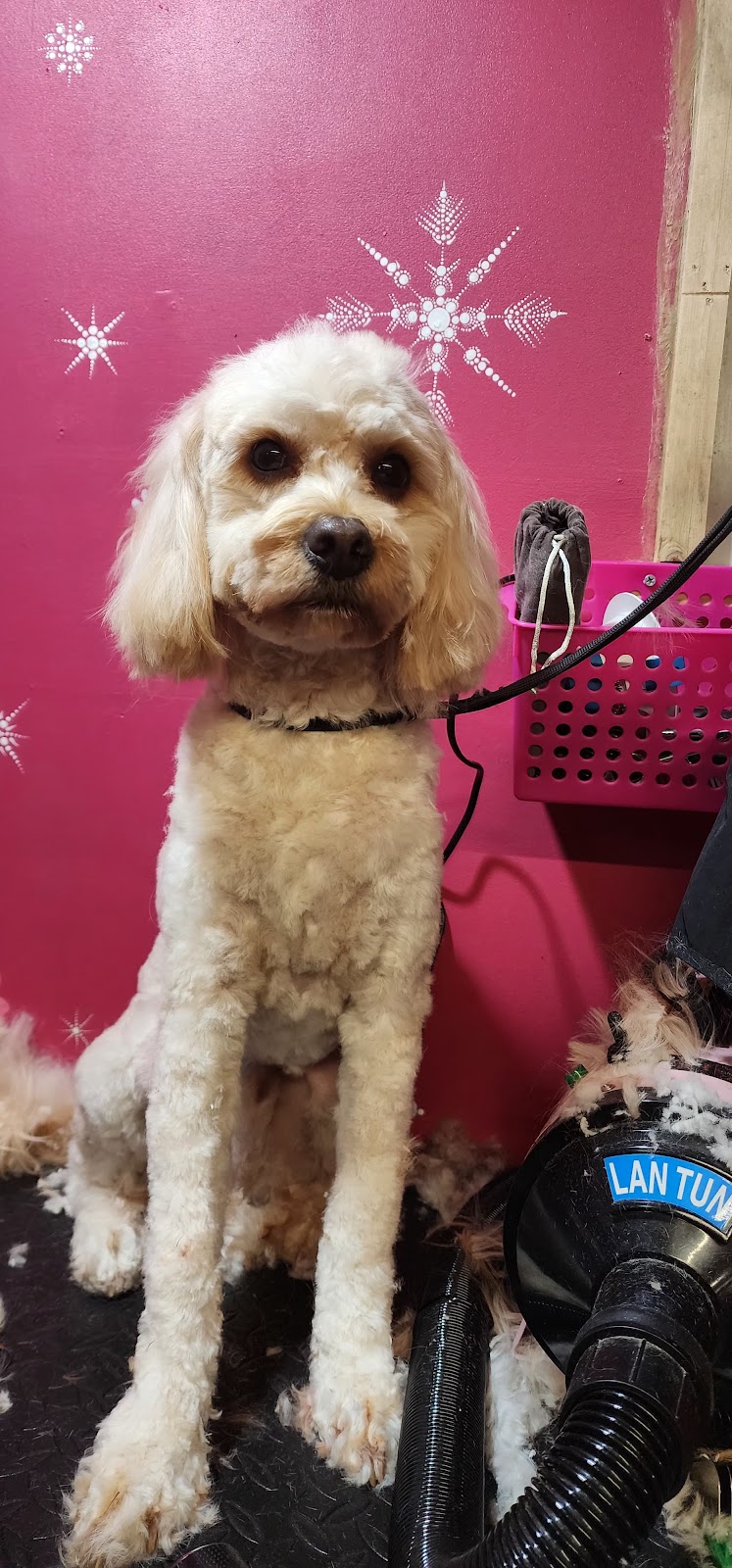 LA PETIT DOG GROOMING | 27 Lexington Ave, St Clair NSW 2759, Australia | Phone: (02) 9834 2555