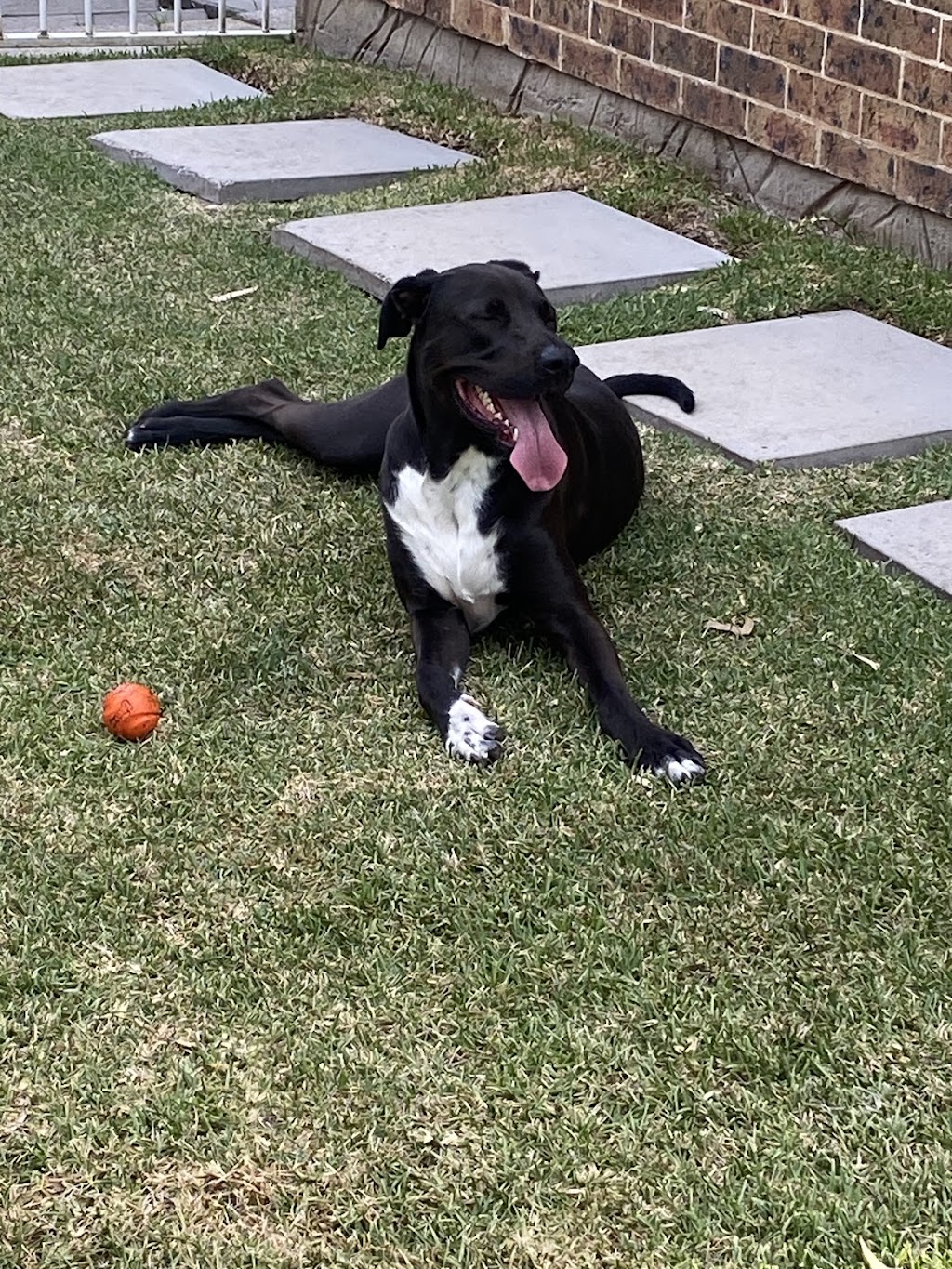 APEX K9 ACADEMY | Toongabbie NSW 2146, Australia | Phone: 0433 686 980