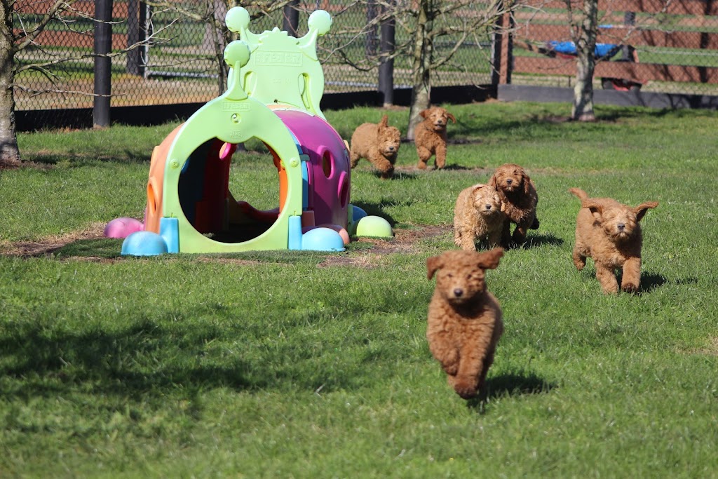 Bollies Oodle Farm Stay | off Yulungah Road, 166 Hillbricks Rd, Trafalgar VIC 3824, Australia | Phone: 0401 510 737