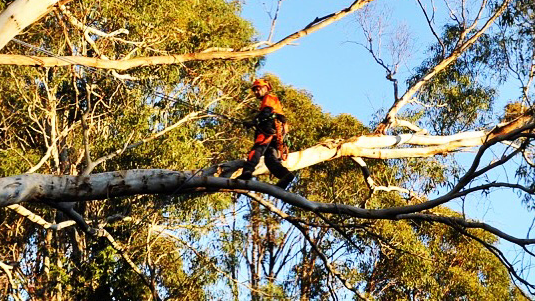 KMS Tree Services | Cotton St, Latrobe TAS 7307, Australia | Phone: 0408 642 728