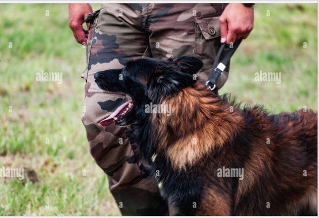 K9 Armed Guards Services | 92 Norris Creek Rd, Munruben QLD 4125, Australia | Phone: (07) 5605 2021