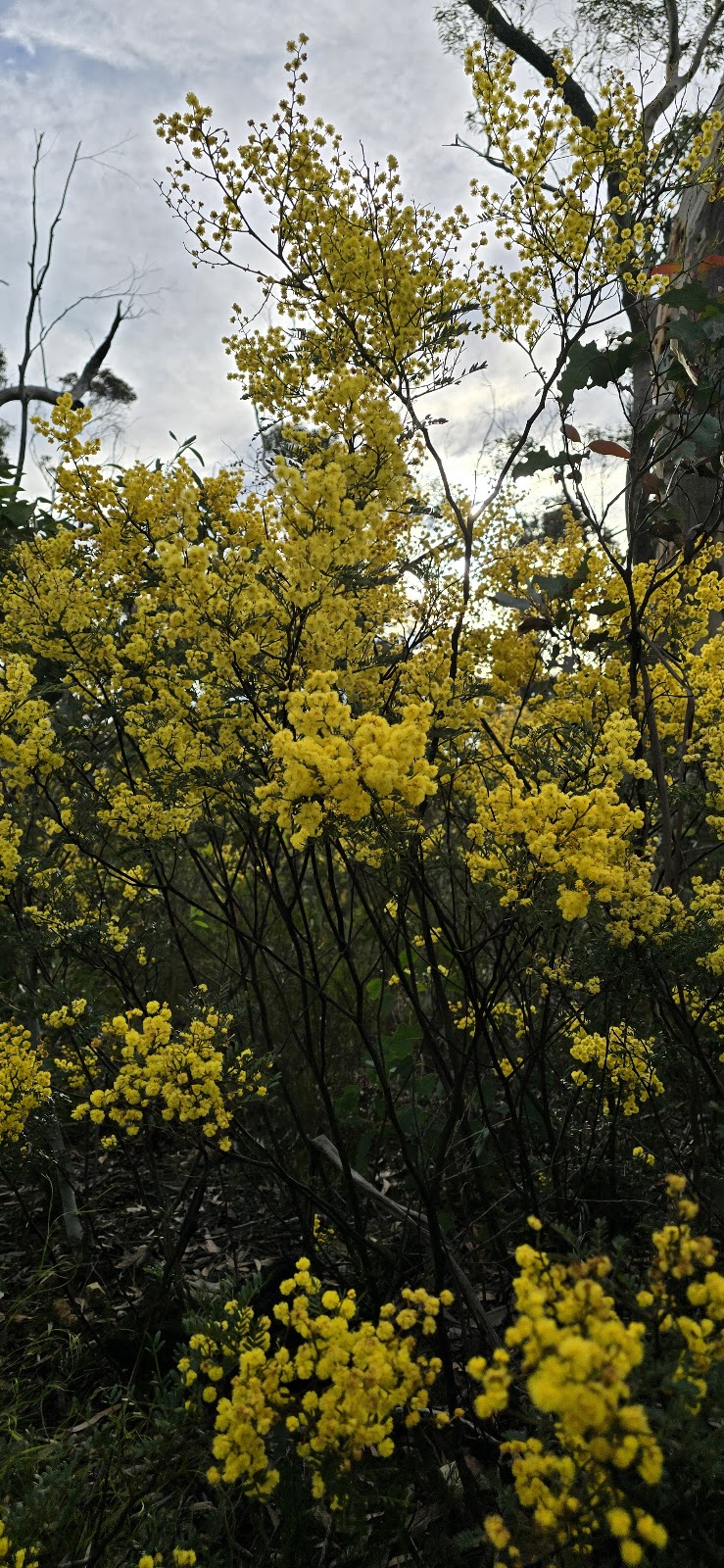 Lost City Walking Track Carpark | Lost City Walking Track, Marrangaroo NSW 2790, Australia | Phone: 1300 072 757
