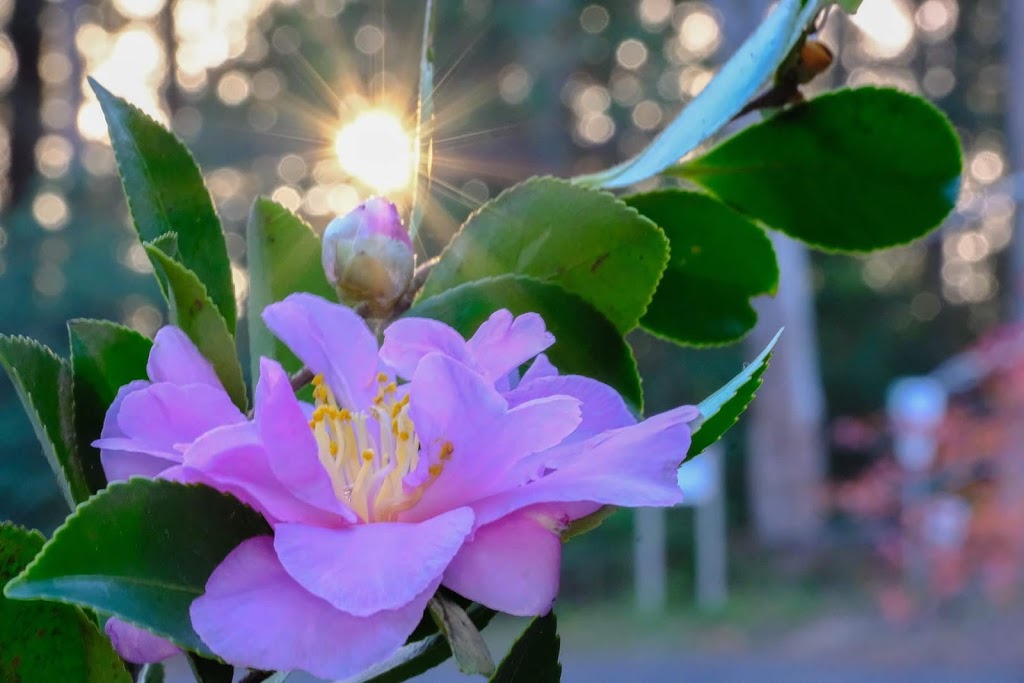 Sheldon Forest Walking Track | Pymble NSW 2073, Australia | Phone: (02) 9424 0000