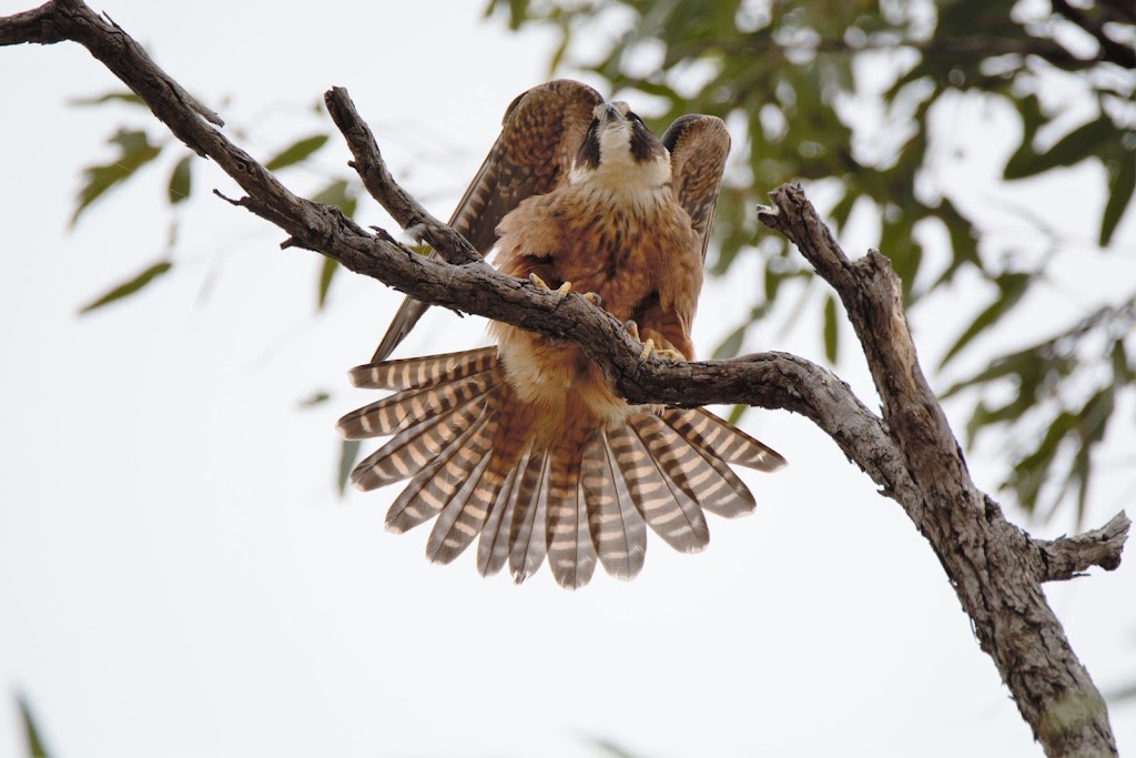 Bowra Sanctuary | Bowra Wildlife Sanctuary, 887 Humeburn Road, Cunnamulla QLD 4490, Australia | Phone: 0455 527 698