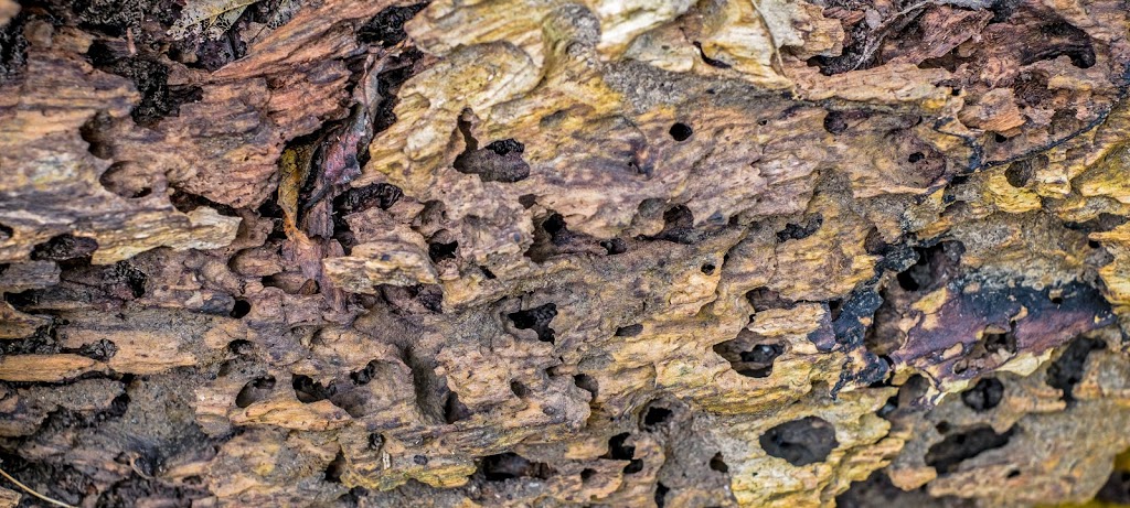 ABC Termite Control Milperra | Termite Control, Milperra NSW 2214, Australia | Phone: 0488 885 469