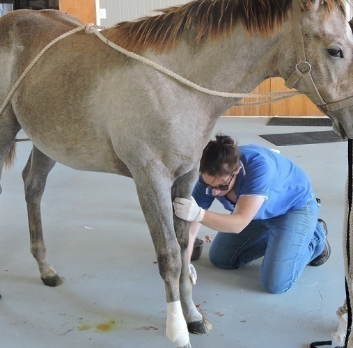 Darling Downs Vets - Equine Unit | veterinary care | 379 Wellcamp Westbrook Rd, Wellcamp QLD 4350, Australia | 0746919000 OR +61 7 4691 9000