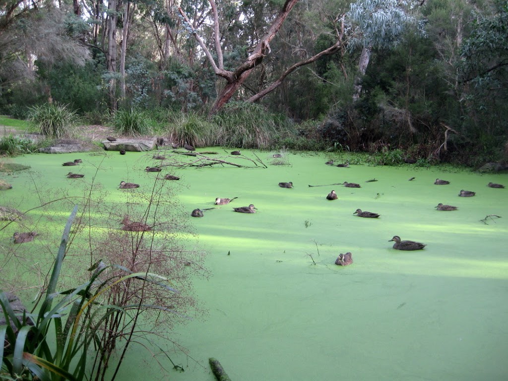 Bellbird Dell Reserve | Vermont South VIC 3133, Australia | Phone: (03) 9262 6333