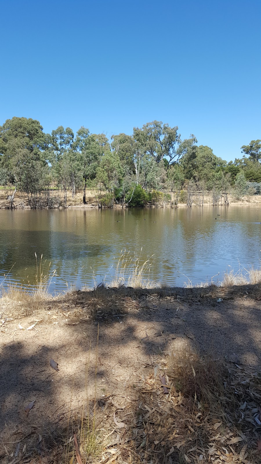 Belvoir Park Golf Club | 77 Belvoir Park Rd, Ravenswood VIC 3453, Australia | Phone: (03) 5435 3370