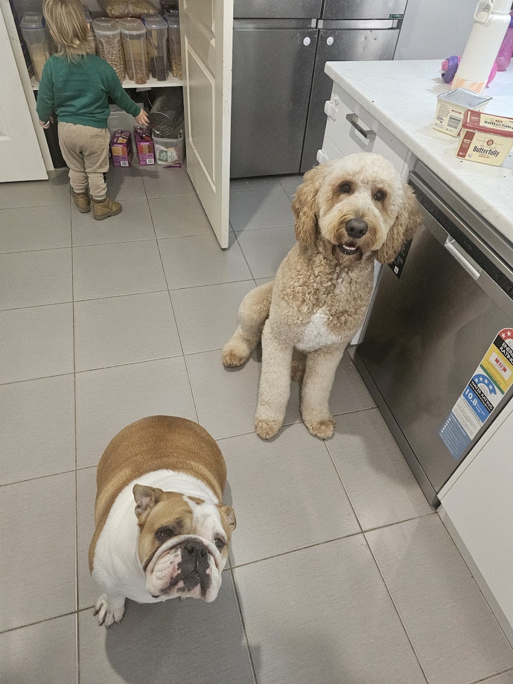 Alli’s Dog Grooming | 1039 Drouin-Korumburra Rd, Athlone VIC 3818, Australia | Phone: 0493 831 933