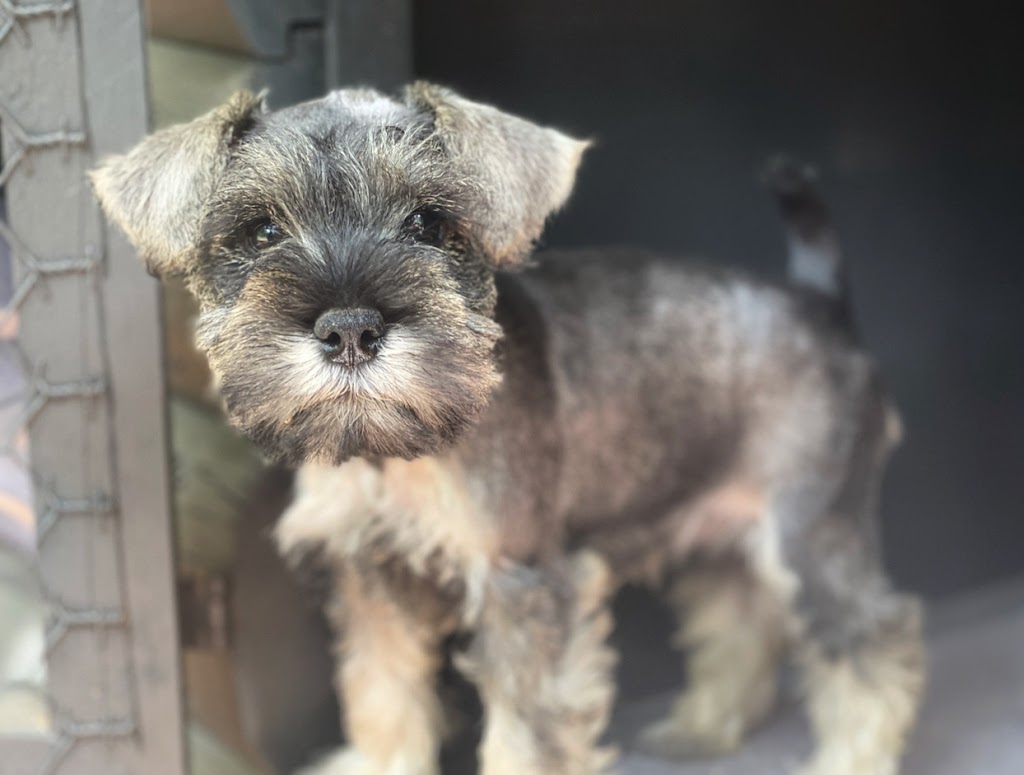 MYLANBAH - MINI SCHNAUZERS | 524 Lambs Valley Rd, Lambs Valley NSW 2335, Australia | Phone: 0434 054 576