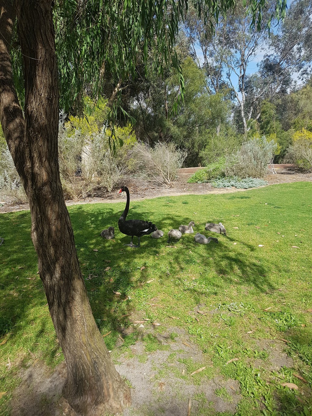 Beeliar Regional Park | park | North Lake WA 6163, Australia