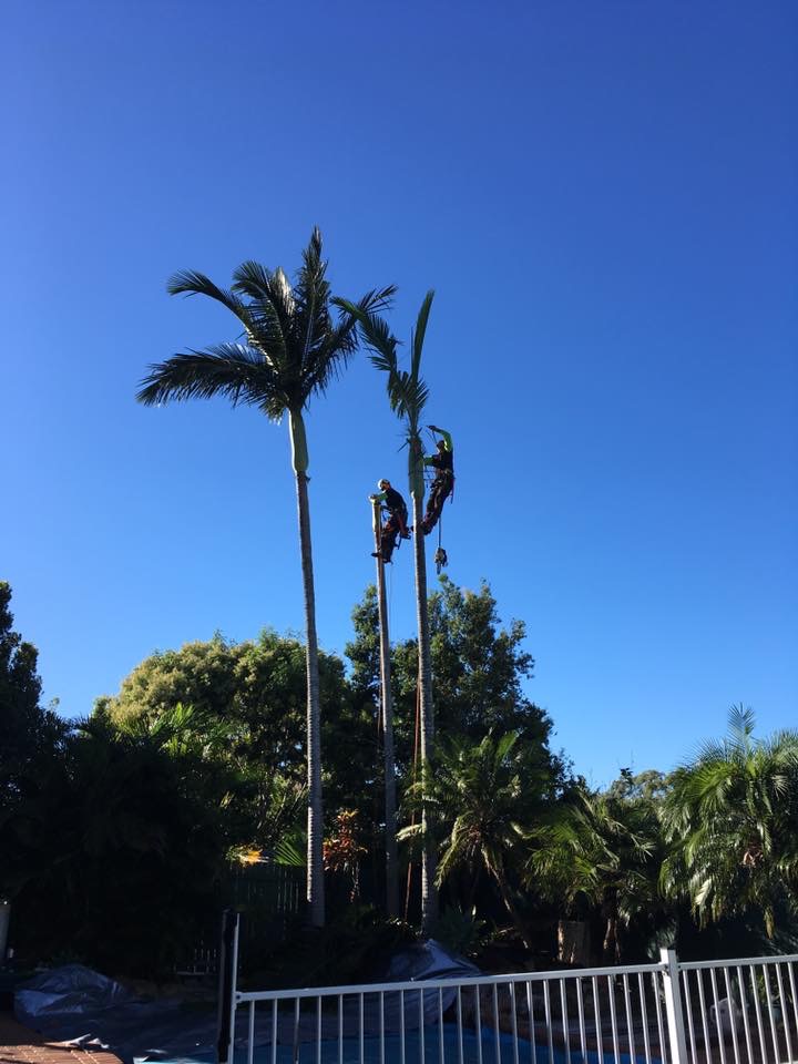 Community Tree Services - Arborists Tree Lopping & Stump Grindin | 17 Centenary Rd, Slacks Creek QLD 4127, Australia | Phone: 0420 954 062