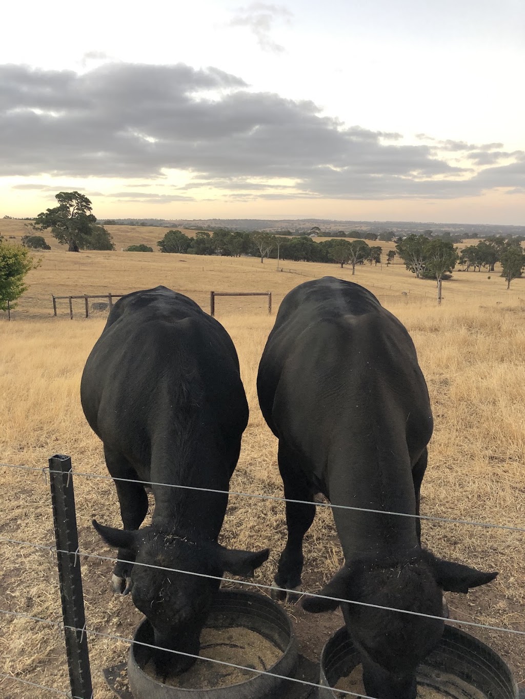 Tooloomba Angus | 72 Laubes Rd, Springton SA 5235, Australia | Phone: 0467 581 063
