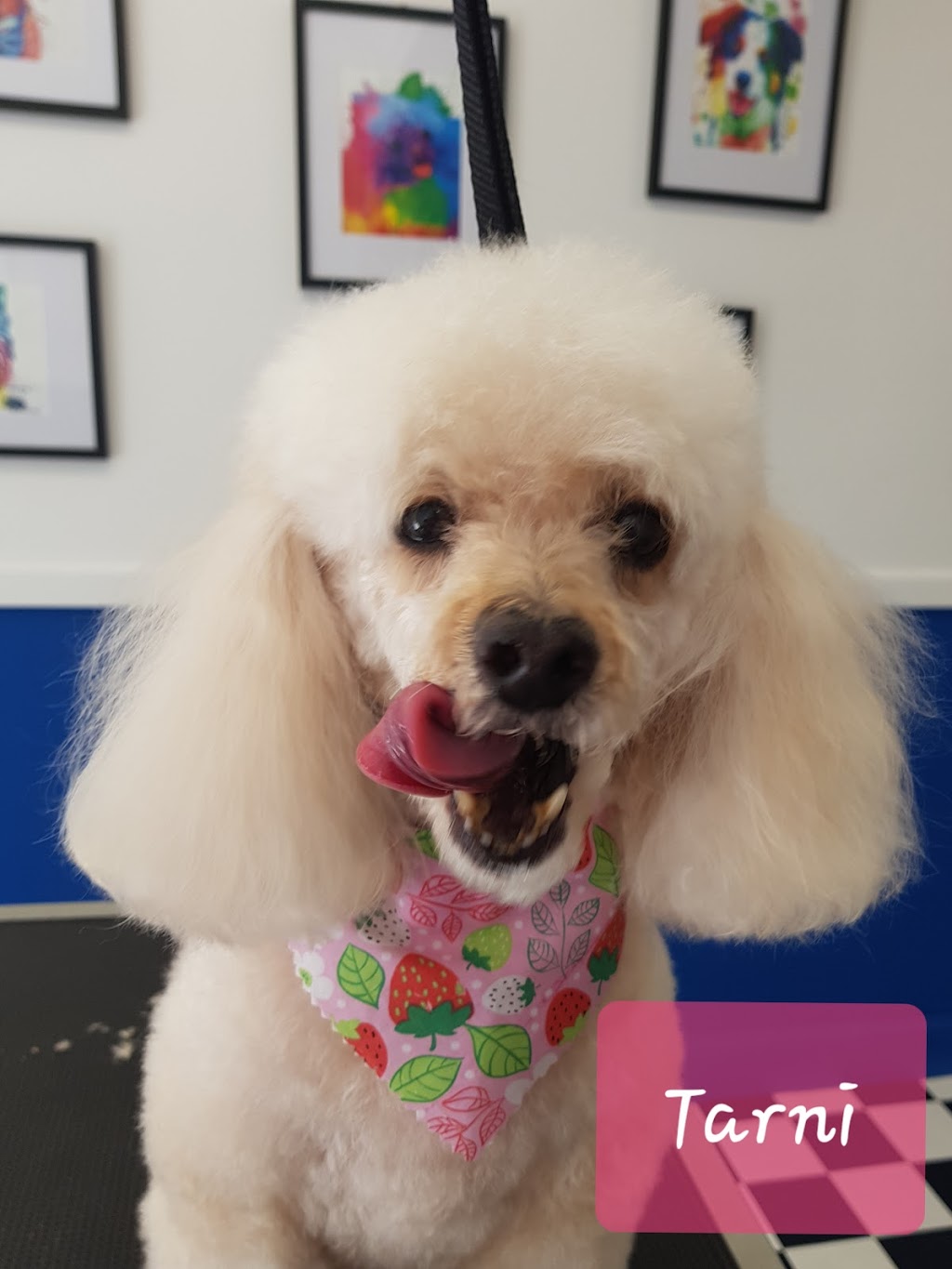 Yass Dog Grooming | 24 Yeo Cres, Yass NSW 2582, Australia | Phone: 0438 067 697