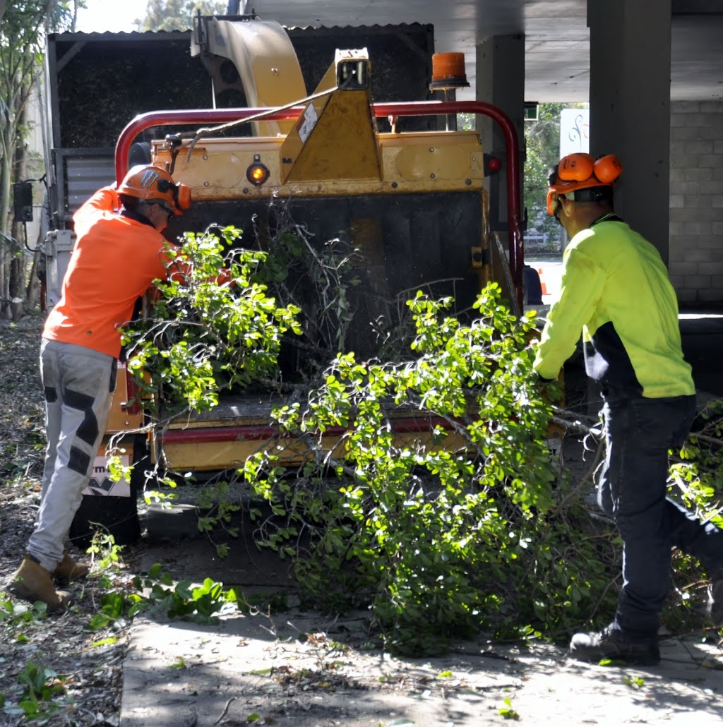 ADVANCED TREE CARE MACKAY PTY LTD | 4 Blue Gum Dr, Glenella QLD 4740, Australia | Phone: (07) 4942 8444