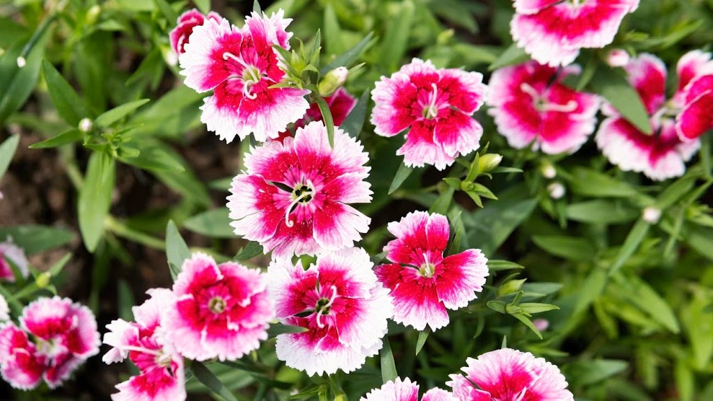 Northern Rivers Plants | Knox Pl, Goonellabah NSW 2480, Australia | Phone: 0431 653 593