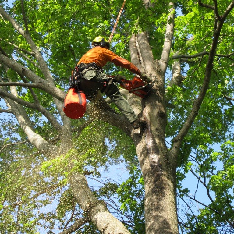 Tree Lopping Gold Coast - Palm Tree Removal & Trimming Experts | 19 Bluetail Cres, Upper Coomera QLD 4209, Australia | Phone: 0466 822 477