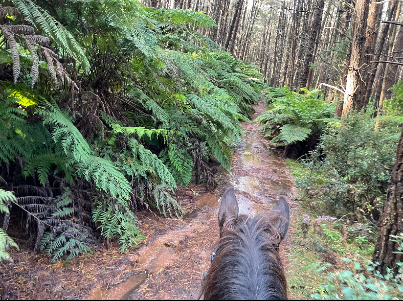 Highlands Equine Trail Adventures ( on your own horse) | 7007 Illawarra Hwy, Moss Vale NSW 2577, Australia | Phone: 0447 224 473