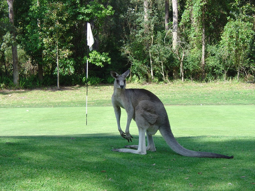 Nelson Bay Golf Club | 57 Dowling St, Nelson Bay NSW 2315, Australia | Phone: (02) 4981 1132