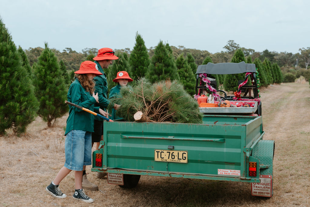 Wedderburn Christmas Trees | 64 Blackburn Rd, Wedderburn NSW 2560, Australia | Phone: 0402 086 032
