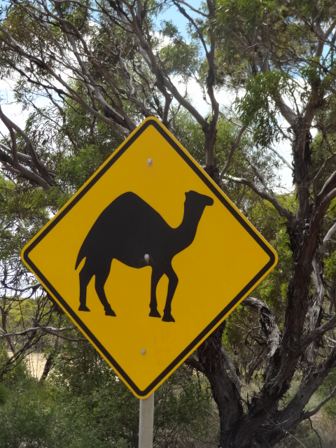 Eremia Camel Treks | travel agency | Hopetoun Rd, Ravensthorpe WA 6346, Australia | 0898381092 OR +61 8 9838 1092