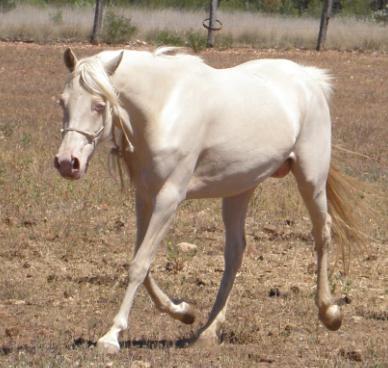 Pegasus Park Ponies |  | 140 Hazelwood Rd, Southbrook QLD 4363, Australia | 0411029883 OR +61 411 029 883