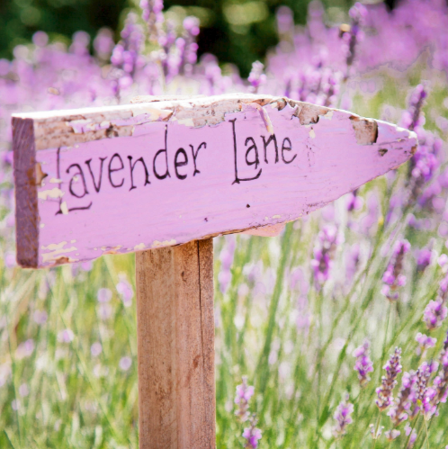 Beauty at Lavender Lane - Frenchville | hair care | 441 Frenchville Rd, Frenchville QLD 4701, Australia | 0427424266 OR +61 427 424 266