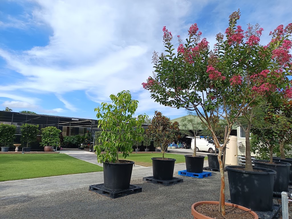 Rutters Road Nursery -Wholesale Only | 196 Rutters Rd, Elimbah QLD 4516, Australia | Phone: 0416 122 857