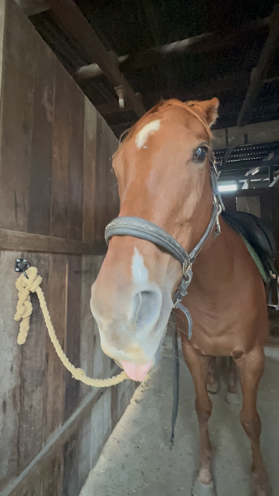 Exhibition Equestrian Centre | 461 Rosewood Laidley Rd, Lanefield QLD 4340, Australia | Phone: 0481 725 789