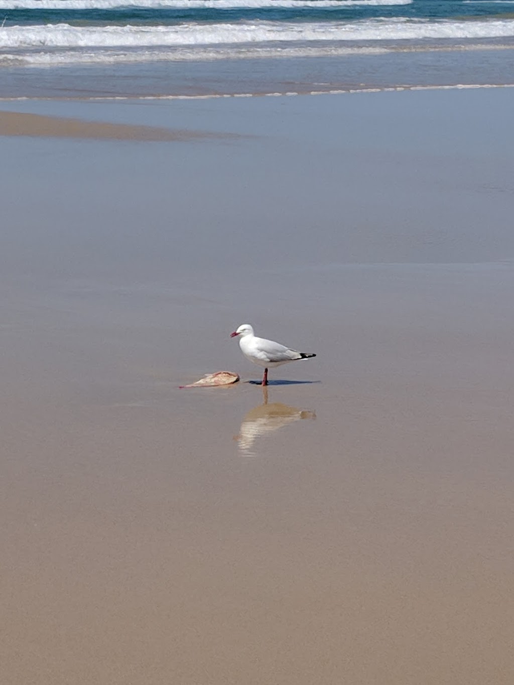 Peregian Park | Peregian Beach Slsc, 11 Kingfisher Dr, Peregian Beach QLD 4573, Australia